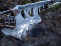 Drei glockenförmige Eisgebilde an querliegendem Ast über Bachstrudel